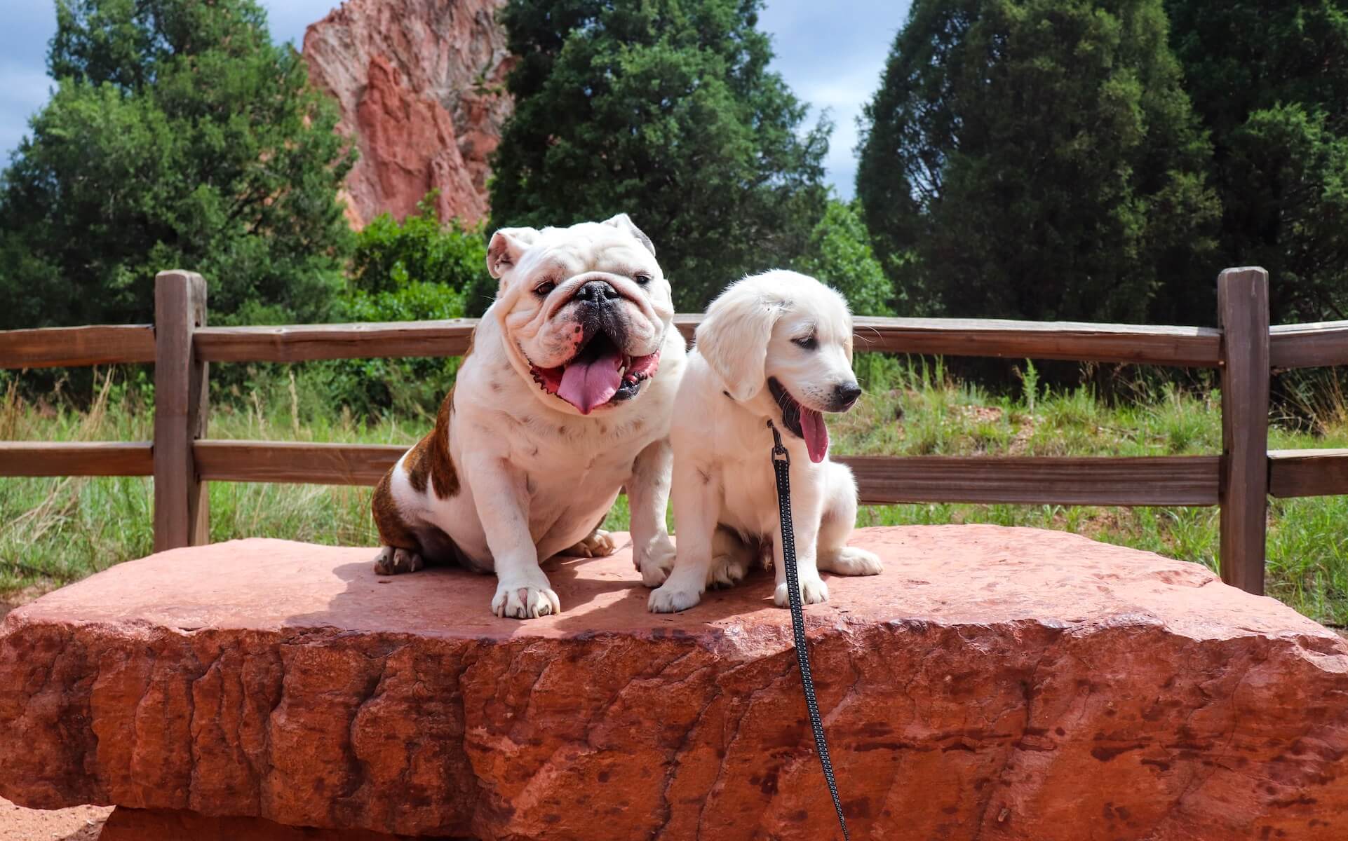 A Guide to Traveling with Pets Trusted Health